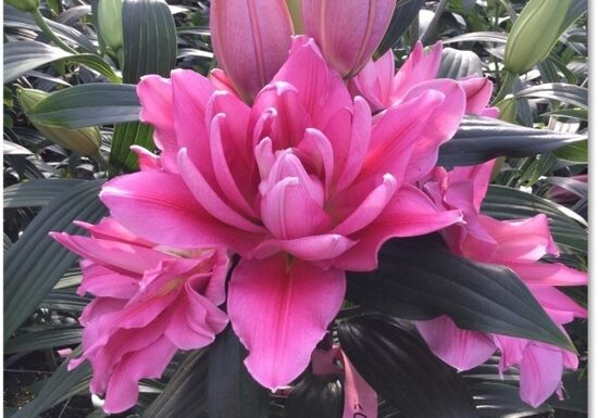 SHANIA Roseliliy (Austrumu smaržīgā lilija)